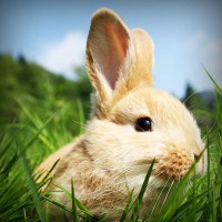 /album/nipovahe/photolia-a03-jpg/